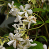 Trachelospermum Plant - Jasminoides Variegata