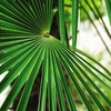 Trachycarpus Fortunei