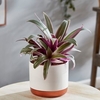 Tradescantia Sitara