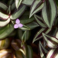 Tradescantia Zebrina