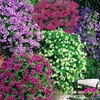 Trailing Petunia Plants - Our Selection