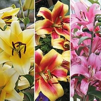Tree Lily Bulbs - 9 Bulb Collection