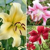 Tree Lily Bulbs - Collection