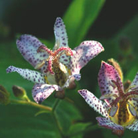 Tricyrtis Plant - Pink Freckles