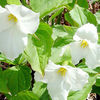 Trillium Catesbyi (Bashful Wakerobin)