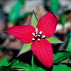 Trillium Erectum (Red Trillium)