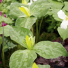 Trillium Luteum (Yellow Wakerobin)