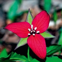Trillium Plant - Erectum