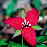 Trillium Plant - Erectum