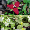Trillium Plants - Collection
