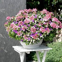 Trixi Plant - Blueberry Parfait 19
