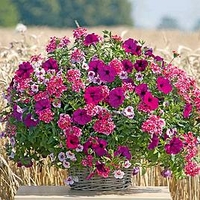 Trixi Plant - Cherry Kiss 14