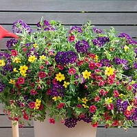 Trixi Plant - Cracker