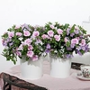 Trixi Plant - Romance 20