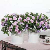 Trixi Plant - Romance 20