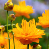 Trollius Plant - Dancing Flame