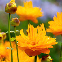 Trollius Plant - Dancing Flame