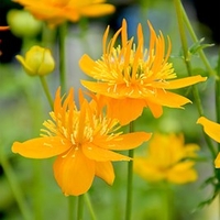 Trollius Plant - Golden Queen
