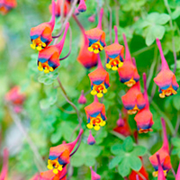 Tropaeolum tricolor Bulb