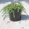 Tsuga canadensis Plant - Cole