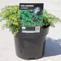 Tsuga canadensis Plant - Jeddeloh