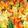 Tulip and Narcissus Bulbs - Fireworks Mix