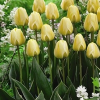 Tulip Bulbs - Cream Cocktail