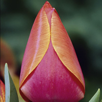 Tulip Bulbs - Ad Rem