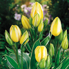 Tulip Bulbs - Antoinette (Chameleon)