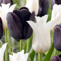 Tulip Bulbs - Black and White Twin Pack