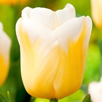 Tulip Bulbs - Calgary Flames