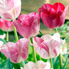 Tulip Bulbs - Chameleon Collection