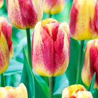 Tulip Bulbs - Colour Mystic (Chameleon)