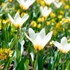 Tulip Bulbs - Concerto