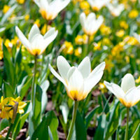 Tulip Bulbs - Concerto