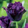 Tulip Bulbs - Cuban Night