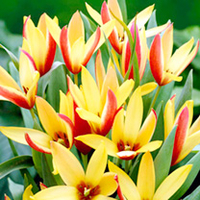 Tulip Bulbs - Cynthia (Species)