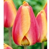 Tulip Bulbs - Darwin Hybrid Apeldoorn