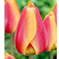 Tulip Bulbs - Darwin Hybrid Apeldoorn