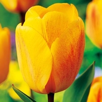 Tulip Bulbs - Darwin Hybrid Golden Apeldoorn