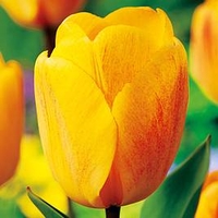 Tulip Bulbs - Darwin Hybrid Golden Apeldoorn