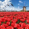 Tulip Bulbs - Darwin Hybrid Red Impression