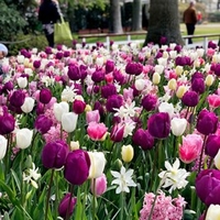 Tulip Bulbs - Delightfully Dutch Mix