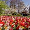 Tulip Bulbs - Delightfully Dutch Tulip Mix