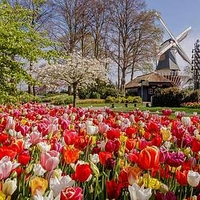 Tulip Bulbs - Delightfully Dutch Tulip Mix