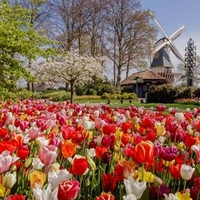 Tulip Bulbs - Delightfully Dutch Tulip Mix