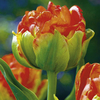 Tulip Bulbs - Double Early Collection