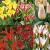 Tulip Bulbs - Dwarf Collection