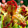 Tulip Bulbs - Exotic Parrot