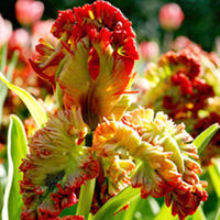 Tulip Bulbs - Exotic Parrot